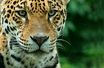 Jaguar (Panthera onca) close-up head portrait, captive