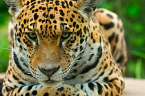 Jaguar (Panthera onca) close-up head portrait, lying down, captive