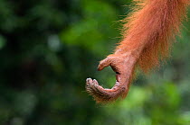 Orang utan hand (Pongo pygmaeus) Semengoh Nature reserve, Sarawak, Borneo, Malaysia, Endangered
