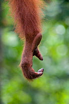 Orang utan hand (Pongo pygmaeus) Semengoh Nature reserve, Sarawak, Borneo, Malaysia, Endangered