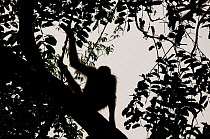 Orang utan (Pongo pygmaeus) portrait, silhouetted against sky on tree branch, Semengoh Nature reserve, Sarawak, Borneo, Malaysia, Endangered