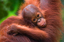 Orang utan (Pongo pygmaeus) head portrait of baby, Semengoh Nature reserve, Sarawak, Borneo, Malaysia, Endangered