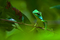 Green Crested / Fence Lizard (Bronchocela cristatella) in green tropical forest vegetation, Sarawak, Borneo, Malaysia
