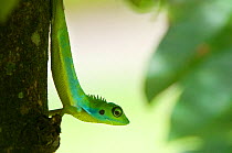 Green Crested Lizard (Bronchocela cristatella) climbing down tree trunk, Sarawak, Borneo, Malaysia