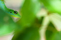 Green Crested Lizard (Bronchocela cristatella) camouflaged in green vegetation, Sarawak, Borneo, Malaysia