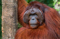 Orang utan (Pongo pygmaeus) head portrait of dominant male called Richie, Semengoh Nature reserve, Sarawak, Borneo, Malaysia, Endangered