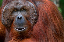 Orang utan (Pongo pygmaeus) head portrait of dominant male called Richie, Semengoh Nature reserve, Sarawak, Borneo, Malaysia, Endangered