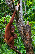 Orang utan (Pongo pygmaeus) climbing in branches of tree, Semengoh Nature reserve, Sarawak, Borneo, Malaysia, Endangered