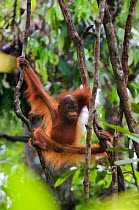Orang utan (Pongo pygmaeus) baby climbing in branches of tree, Semengoh Nature reserve, Sarawak, Borneo, Malaysia, Endangered