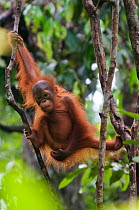 Orang utan (Pongo pygmaeus) baby climbing in branches of tree, Semengoh Nature reserve, Sarawak, Borneo, Malaysia, Endangered