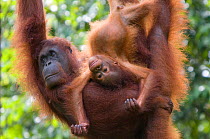 Orang utan (Pongo pygmaeus) portrait of mother and baby, Semengoh Nature reserve, Sarawak, Borneo, Malaysia, Endangered