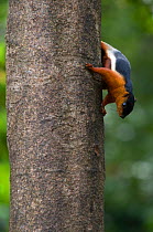 Prevost's Squirrel (Callosciurus prevosti borneoensis) climbing down tree trunk, Sarawak, Borneo, Malaysia
