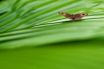 Butterfly at rest on leaf, Sarawak Borneo, Malaysia, June