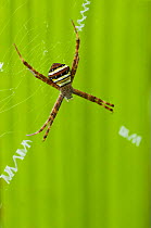 Multicoloured orb weaver spider (Argiope versicolor) female on web, Sarawak, Borneo, Malaysia