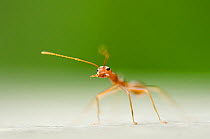 Fire ant  (Solenopsis sp) worker, standing alone