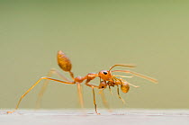 Two Fire ant (Solenopsis sp) workers, one carrying the other in its jaws.