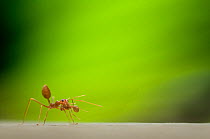 Two Fire ant (Solenopsis sp) workers, one carrying the other in its jaws, with green plant material behind