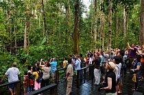 Orang utan (Pongo pygmaeus) feeding station, with crowd of tourists watching and taking photographs, Semengoh Nature reserve, Sarawak, Borneo, Malaysia, Endangered, June 2010