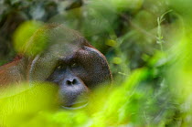 Orang utan (Pongo pygmaeus) head portrait of dominant male Richie, Semengoh Nature reserve, Sarawak, Borneo, Malaysia, Endangered