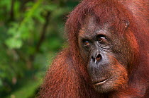 Orang utan (Pongo pygmaeus) head portrait,  Semengoh Nature reserve, Sarawak, Borneo, Malaysia, Endangered