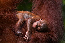 Orang utan (Pongo pygmaeus) baby sleeping in the arms of an adult, Semengoh Nature reserve, Sarawak, Borneo, Malaysia, Endangered