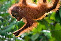 Orang utan (Pongo pygmaeus) baby climbing in trees, Semengoh Nature reserve, Sarawak, Borneo, Malaysia, Endangered. June