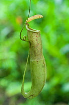 White-collared pitcher plant (Nepenthes albomarginata) Sarawak, Borneo, Malaysia