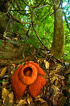 Rafflesia (Rafflesia keithii) the worlds largest known flower, Gunung Gading National Park, Sarawak, Borneo, Malaysia