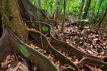 Buttress roots of a tropical rainforest tree, Kubah National Park, Sarawak, Borneo, Malaysia