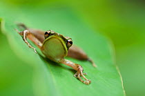Schlegel's frog 1+Hydrophylax chalconotus+2 portrait at rest on leaf, Sarawak, Borneo, Malaysia