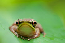 Schlegel's frog 1+Hydrophylax chalconotus+2 head portrait at rest on leaf, Sarawak, Borneo, Malaysia
