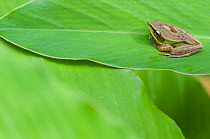 Schlegel's frog 1+Hydrophylax chalconotus+2 at rest on leaf, Sarawak, Borneo, Malaysia