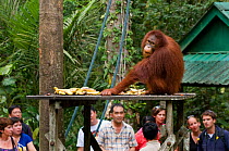 Orang utan (Pongo pygmaeus) eating bananas on feeding station, with crowd of tourists watching, Semengoh Nature reserve, Sarawak, Borneo, Malaysia, Endangered, June 2010