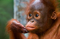 Orang utan baby (Pongo pygmaeus) head portrait, holding fingers to mouth, Semengoh Nature reserve, Sarawak, Borneo, Malaysia, Endangered