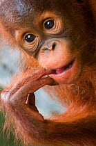 RF- Orang utan baby (Pongo pygmaeus) head portrait, with fingers in mouth. Semenggoh Nature reserve, Sarawak, Borneo, Malaysia. Endangered. (This image may be licensed either as rights managed or roya...