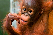 Orang utan baby (Pongo pygmaeus) head portrait, with fingers in mouth, Semengoh Nature reserve, Sarawak, Borneo, Malaysia, Endangered