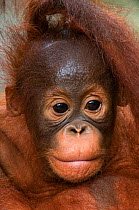 Orang utan baby (Pongo pygmaeus) head portrait, Semengoh Nature reserve, Sarawak, Borneo, Malaysia, Endangered