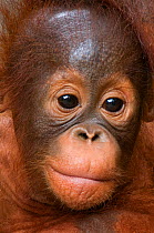 Orang utan baby (Pongo pygmaeus) head portrait,  Semengoh Nature reserve, Sarawak, Borneo, Malaysia, Endangered