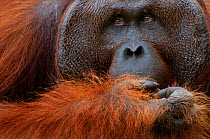 Orang utan (Pongo pygmaeus) head portrait of dominant male called Richie,  Semengoh Nature reserve, Sarawak, Borneo, Malaysia, Sarawak, Borneo, Malaysia, Endangered