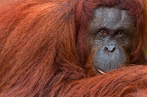 Orang utan (Pongo pygmaeus) head portrait of female, Semengoh Nature reserve, Sarawak, Borneo, Malaysia, Sarawak, Borneo, Malaysia, Endangered
