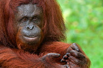 Orang utan (Pongo pygmaeus) portrait of female, holding feet in her hands, Semengoh Nature reserve, Sarawak, Borneo, Malaysia, Sarawak, Borneo, Malaysia, Endangered