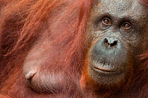 Orang utan (Pongo pygmaeus) head portrait of female, Semengoh Nature reserve, Sarawak, Borneo, Malaysia, Sarawak, Borneo, Malaysia, Endangered