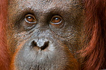 RF- Orang utan (Pongo pygmaeus) head portrait of female, Semenggoh Nature reserve, Sarawak, Borneo, Malaysia. Endangered. (This image may be licensed either as rights managed or royalty free.)