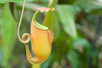 Fanged pitcher plant (Nepenthes bicalcarata) Sarawak, Borneo, Malaysia