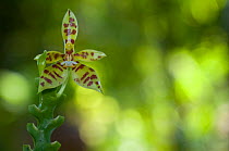 Phalaenopsis Orchid (Phalaenopsis cornu-cervi) flowering, Sarawak, Borneo, Malaysia