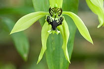 Black Orchid (Coelogyne pandurata) flowering, Sarawak, Borneo, Malaysia