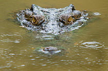 RF- Saltwater crocodile (Crocodylus porosus) partially submerged with ripples on water from raindrops. Sarawak, Borneo, Malaysia. (This image may be licensed either as rights managed or royalty free.)