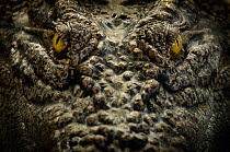 Saltwater crocodile (Crocodylus porosus) close up portrait, Sarawak, Borneo, Malaysia