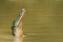 Saltwater crocodile (Crocodylus porosus) with head raised out of water, Sarawak, Borneo, Malaysia