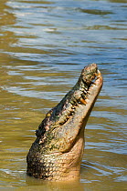 RF- Saltwater crocodile (Crocodylus porosus) with head raised from water. Sarawak, Borneo, Malaysia. (This image may be licensed either as rights managed or royalty free.)